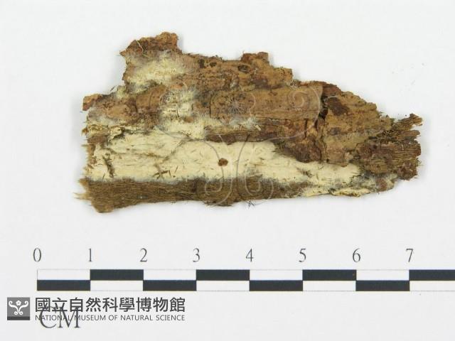 登錄號:F0016991藏品圖，第1張