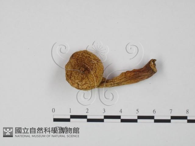 登錄號:F0021991藏品圖，第1張