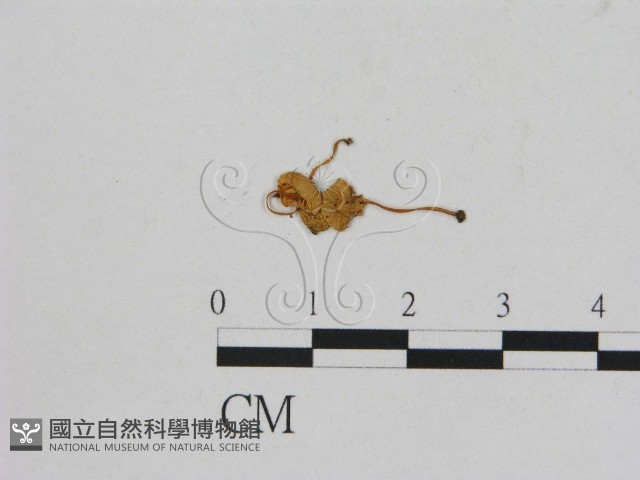 小菇屬藏品圖，第1張