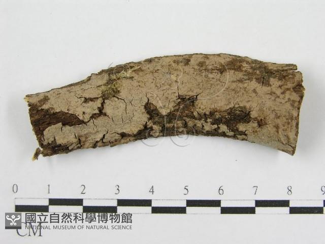登錄號:F0011991藏品圖，第1張
