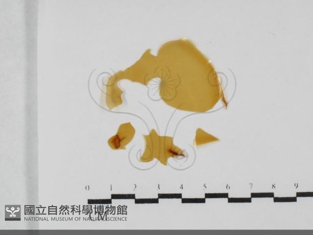登錄號:F0031991藏品圖，第1張
