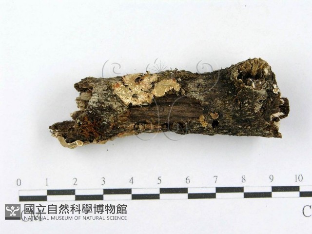 射脈菌屬藏品圖，第1張