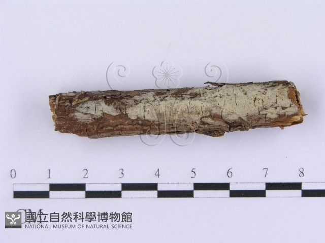 登錄號:F0002991藏品圖，第1張