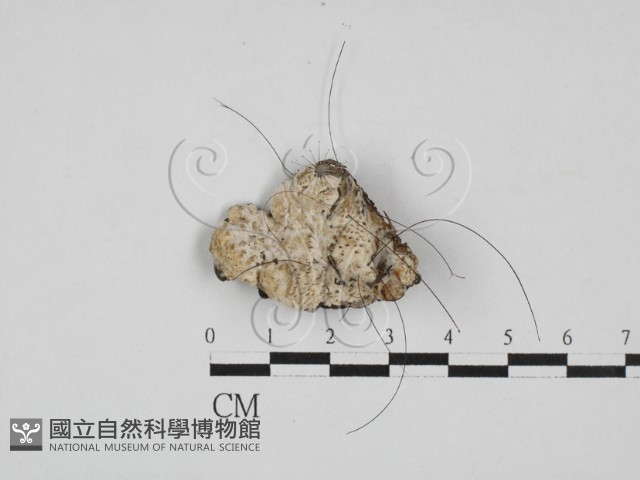 登錄號:F0027991藏品圖，第1張