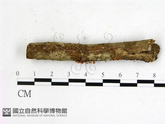 登錄號:F0007991藏品圖，第1張
