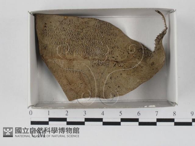 登錄號:F0017991藏品圖，第1張