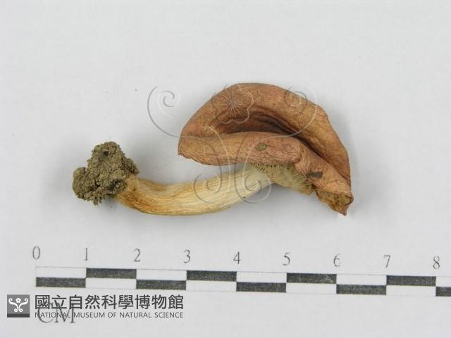 紅菇屬藏品圖，第1張