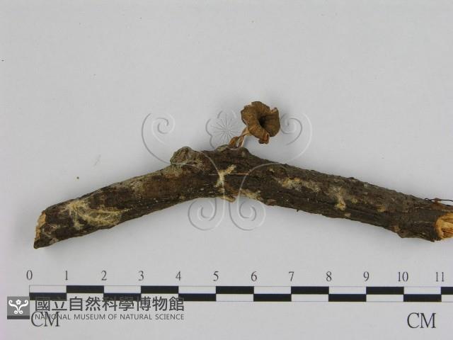 登錄號:F0009991藏品圖，第1張