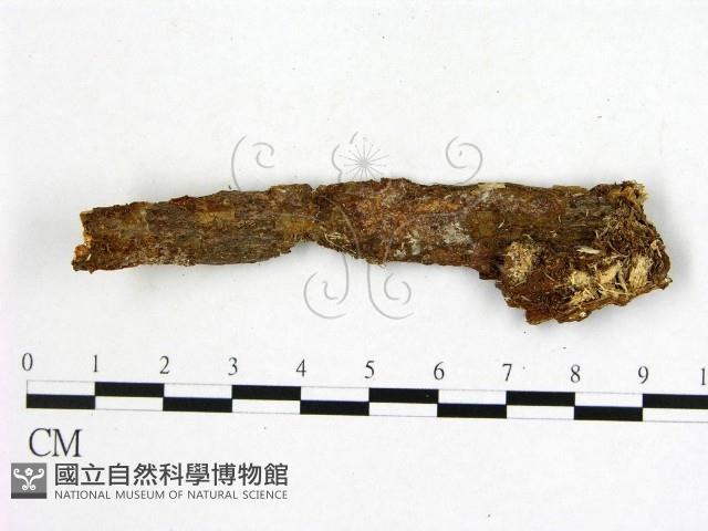 登錄號:F0019991藏品圖，第1張