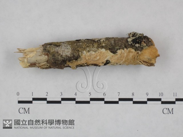登錄號:F0023991藏品圖，第1張