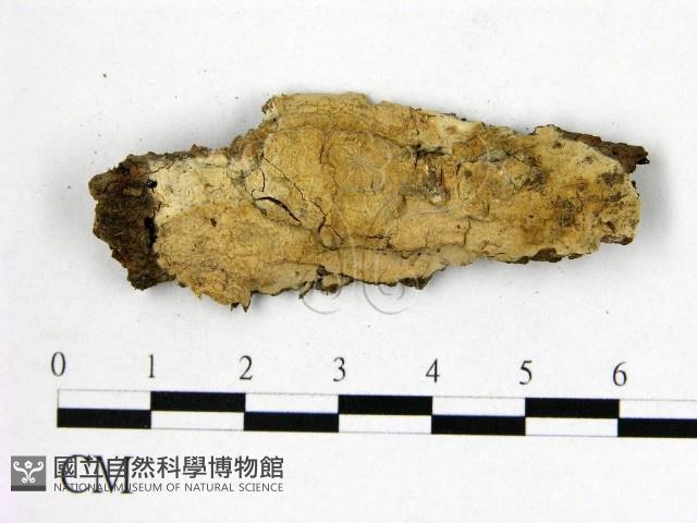 顯絲菌屬藏品圖，第1張