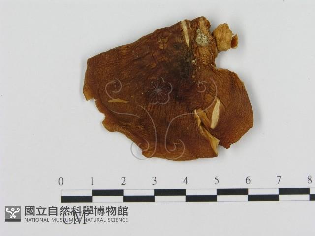 Accession Number:F0013991 Collection Image, Figure 1, Total 3 Figures