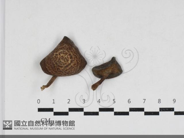 登錄號:F0033991藏品圖，第1張