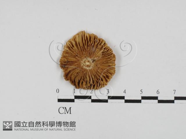 登錄號:F0028691藏品圖，第1張