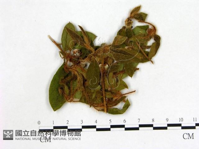 登錄號:F0020691藏品圖，第1張