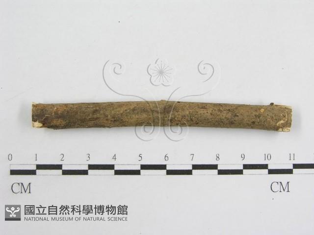 登錄號:F0010691藏品圖，第1張