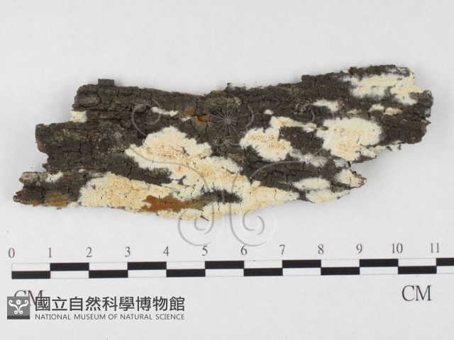 登錄號:F0026691藏品圖，第1張