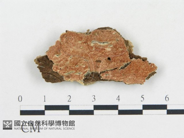 登錄號:F0006691藏品圖，第1張