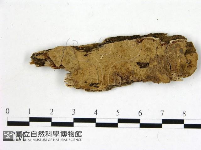 登錄號:F0021691藏品圖，第1張