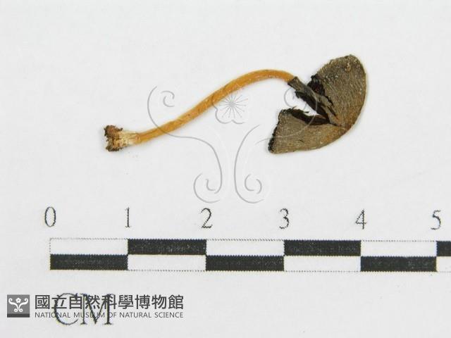 鬼傘屬藏品圖，第1張