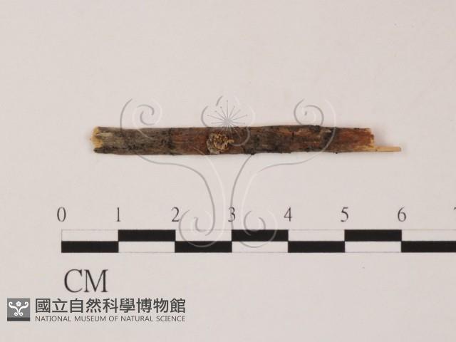 登錄號:F0011691藏品圖，第1張