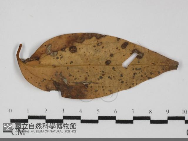 登錄號:F0031691藏品圖，第1張