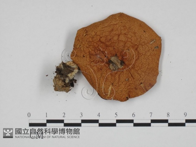 登錄號:F0024691藏品圖，第1張