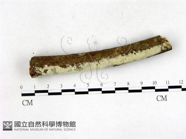 絲齒菌屬藏品圖，第1張