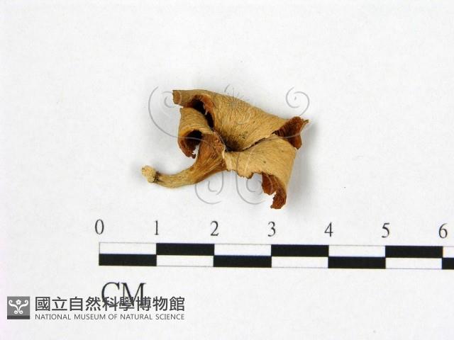 登錄號:F0012691藏品圖，第1張