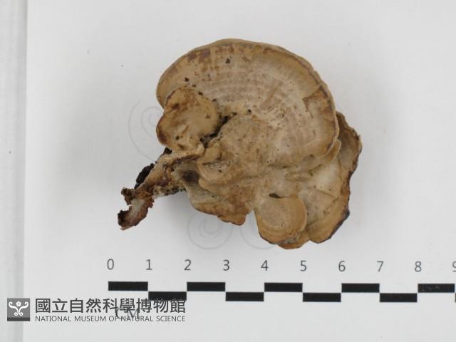 登錄號:F0032691藏品圖，第1張