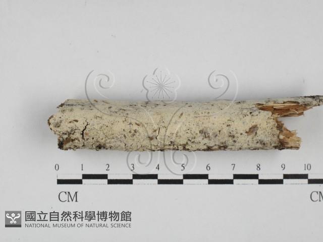 絲齒菌屬藏品圖，第1張