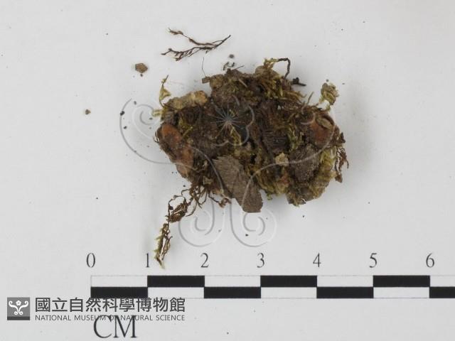 登錄號:F0007691藏品圖，第1張