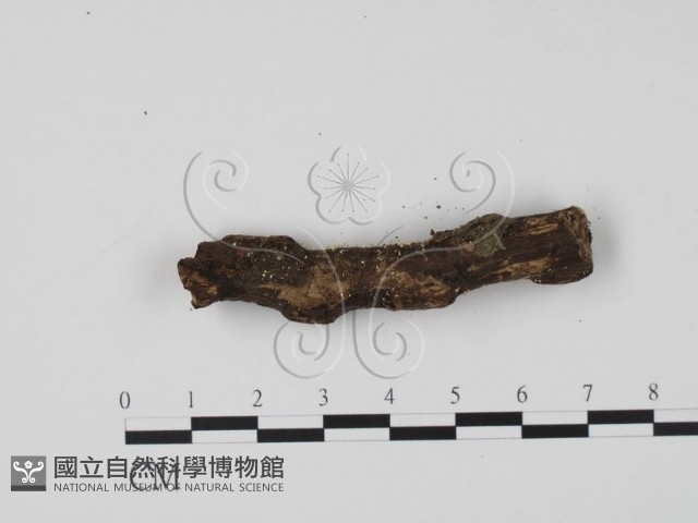 登錄號:F0005691藏品圖，第1張