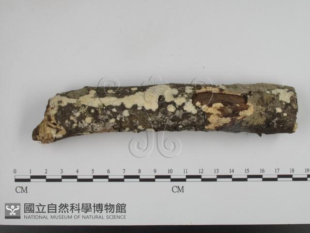 登錄號:F0015691藏品圖，第1張