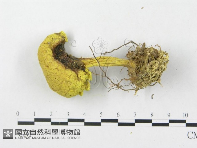 登錄號:F0009691藏品圖，第1張