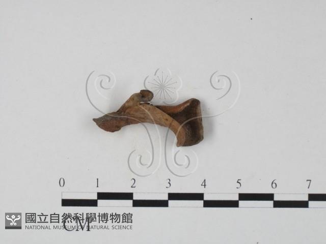 登錄號:F0019691藏品圖，第1張