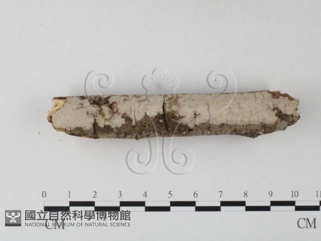 筍殼菌屬藏品圖，第1張