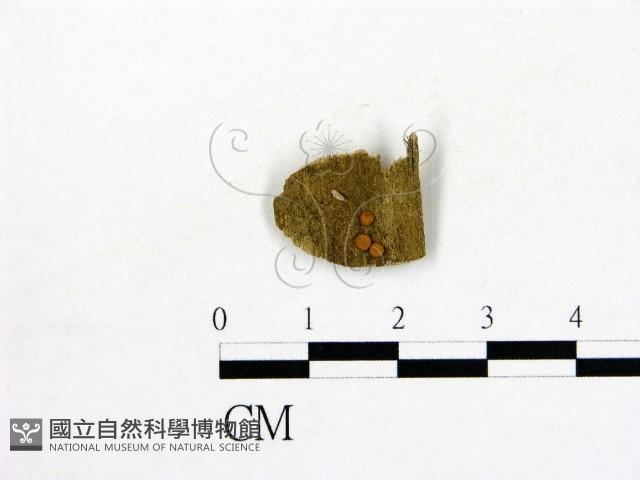 登錄號:F0003691藏品圖，第1張