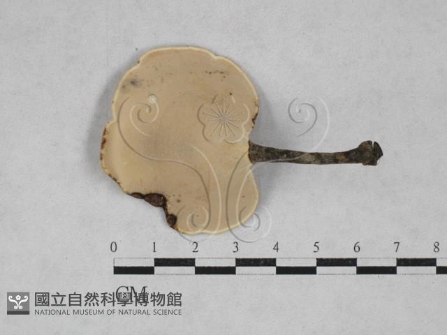 相鄰小孔菌藏品圖，第1張