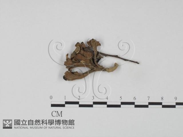 棕色革菌藏品圖，第1張