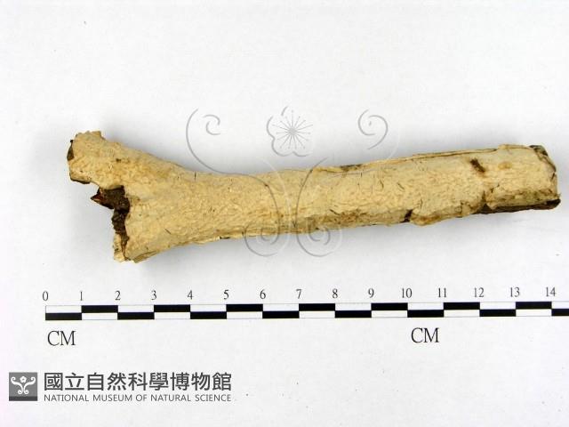 登錄號:F0020491藏品圖，第1張