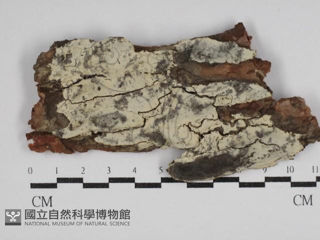 登錄號:F0030491藏品圖，第1張