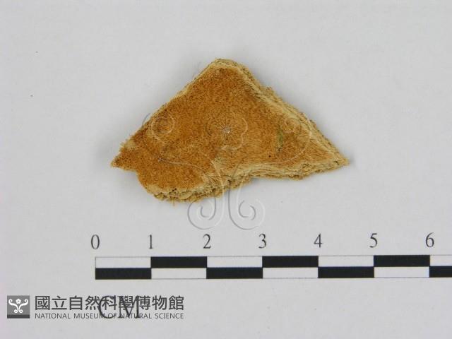 登錄號:F0006491藏品圖，第1張