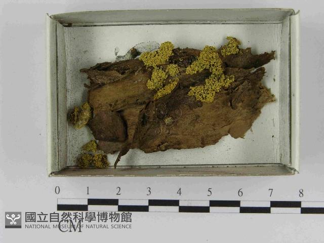 登錄號:F0021491藏品圖，第1張