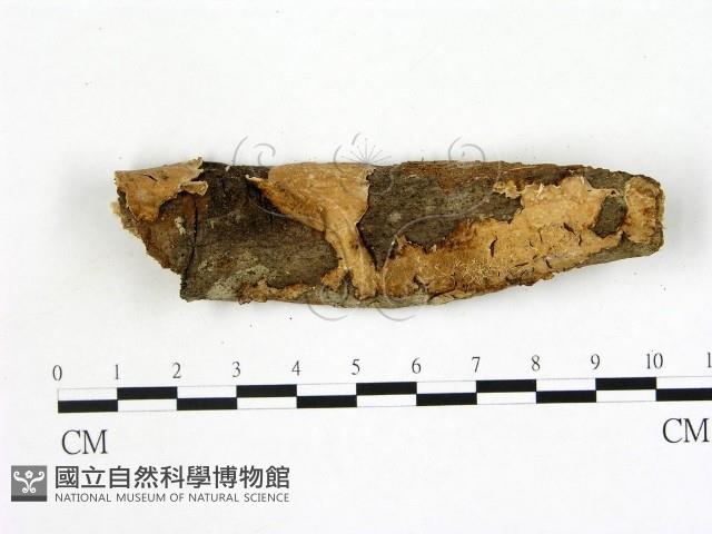 刺皮菌屬藏品圖，第1張
