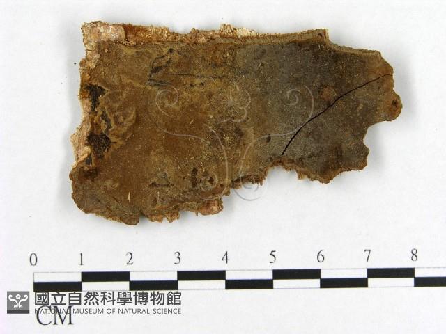 登錄號:F0011491藏品圖，第1張
