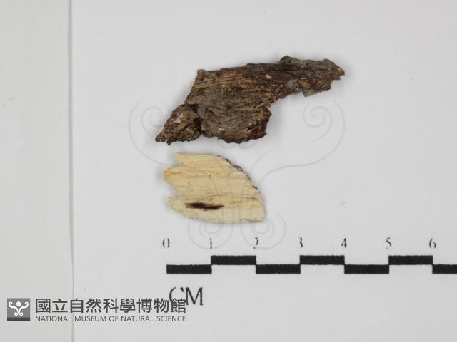 登錄號:F0031491藏品圖，第1張