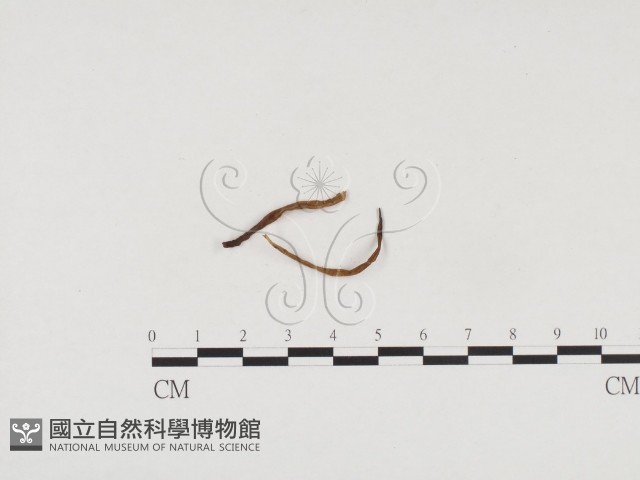 登錄號:F0024491藏品圖，第1張