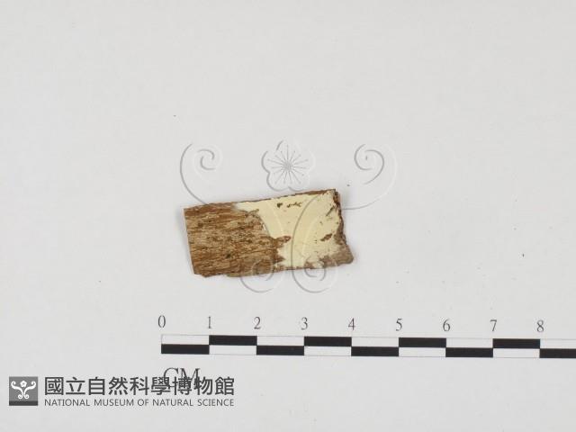 冇骨消絲齒菌藏品圖，第1張