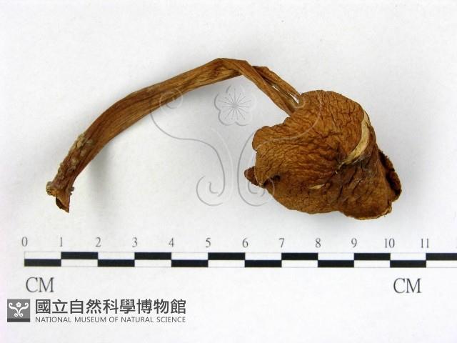 登錄號:F0014491藏品圖，第1張